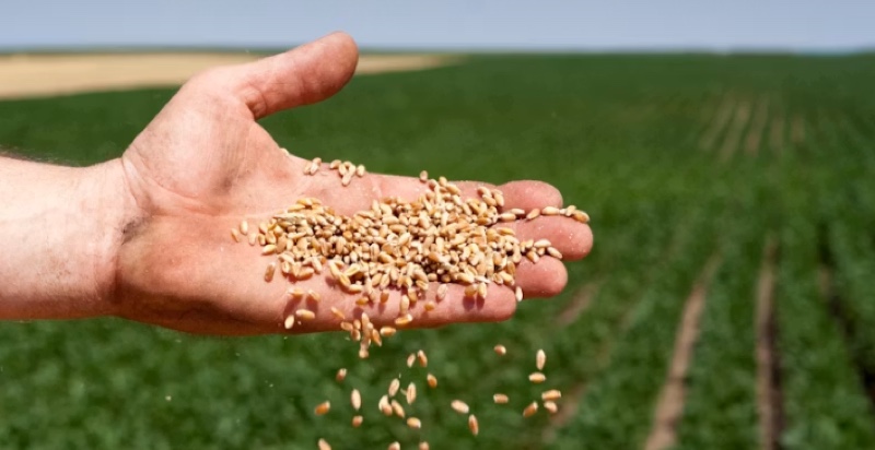 Semillas: el Gobierno le tiró la pelota al agro sin tocar la ley de fondo